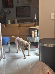 Found/Stray Female Dog last seen Redlands, Perris, CA 92571