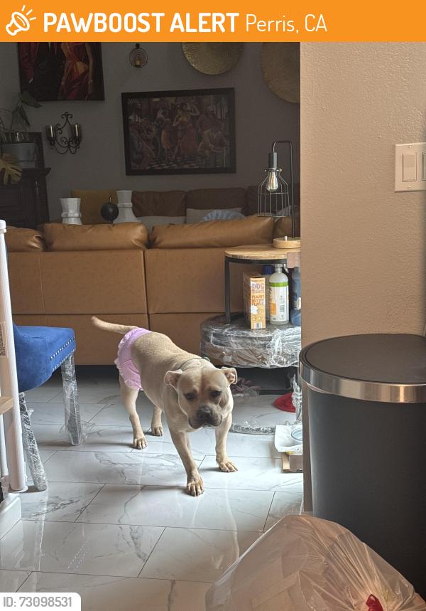 Found/Stray Female Dog last seen Redlands, Perris, CA 92571