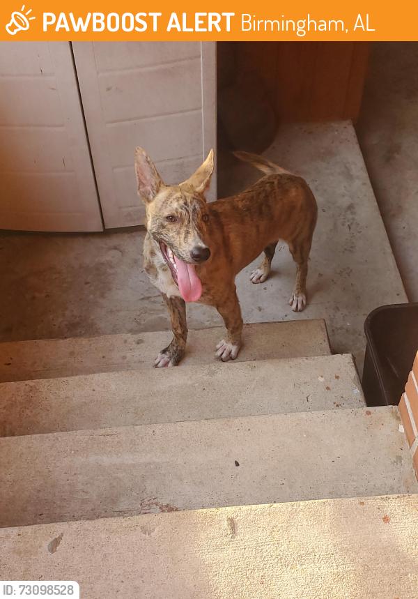 Found/Stray Male Dog last seen Avondale Park, Birmingham, AL 35222