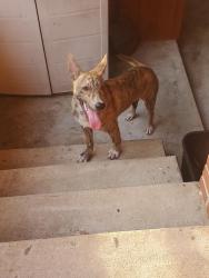 Found/Stray Male Dog last seen Avondale Park, Birmingham, AL 35222