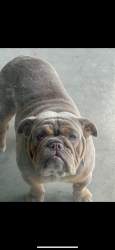 Reunited Female Dog last seen 11th and Fargo, Hanford, CA 93230