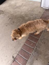 Reunited Male Dog last seen Barranca, Azusa, CA 91702