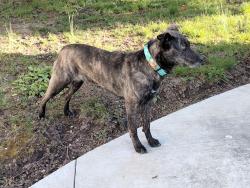 Reunited Female Dog last seen Qualchan Golf Course, Spokane, WA 99224