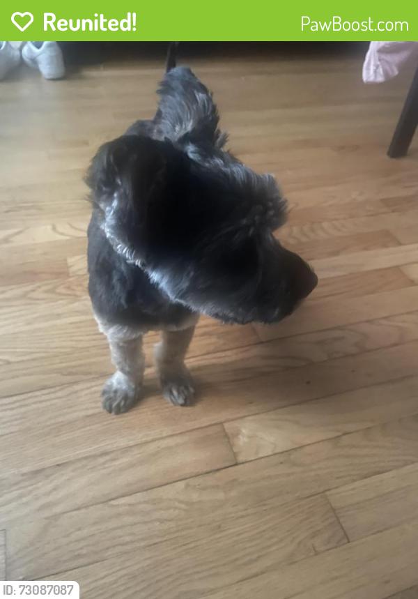 Reunited Male Dog last seen Near N Narragansett area, Chicago, IL 60639