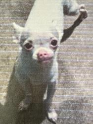 Lost Female Dog last seen Chimes Tower Ave corner Magic Wind St (near Torrey Pines 89139), Enterprise, NV 89139