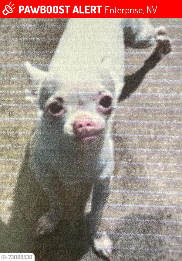 Lost Female Dog last seen Chimes Tower Ave corner Magic Wind St (near Torrey Pines 89139), Enterprise, NV 89139