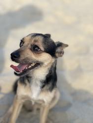 Reunited Male Dog last seen El Cidro and Cotton Lane, Goodyear, AZ 85338