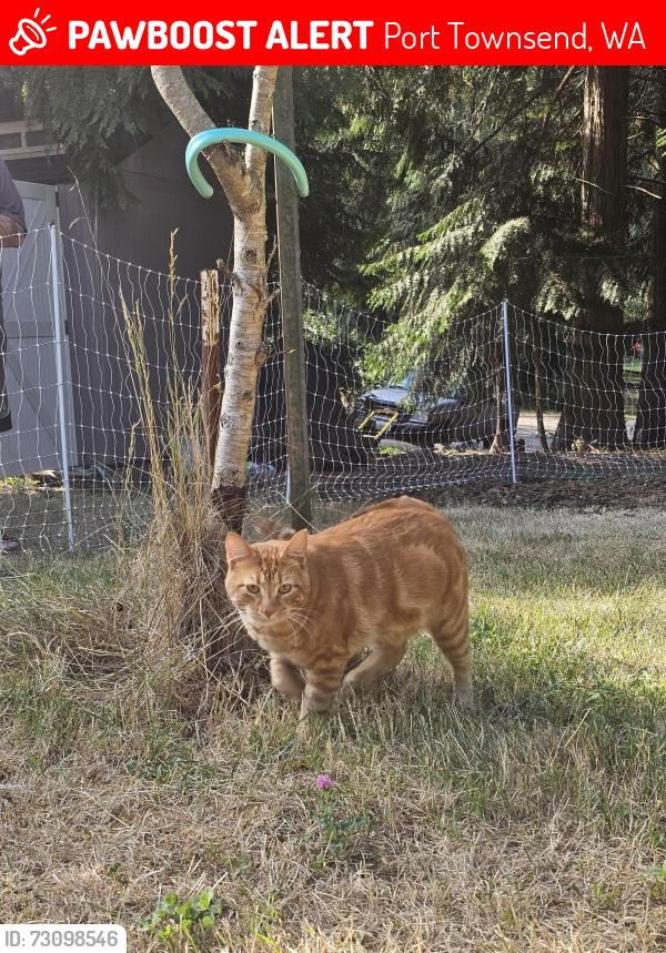 Lost Male Cat last seen Ash Loop, Port Townsend, WA, Port Townsend, WA 98368