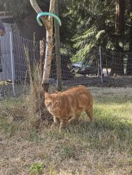 Lost Male Cat last seen Ash Loop, Port Townsend, WA, Port Townsend, WA 98368