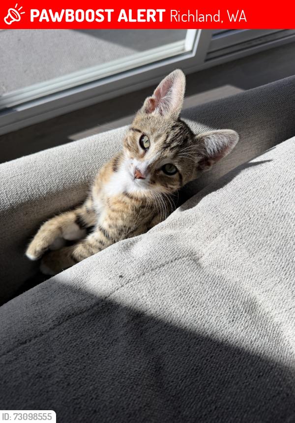 Lost Male Cat last seen Bellaview ave, Richland, WA 99352