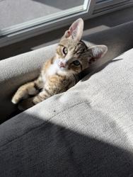 Lost Male Cat last seen Bellaview ave, Richland, WA 99352