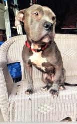 Reunited Female Dog last seen N. Evergreen, Memphis, TN 38108