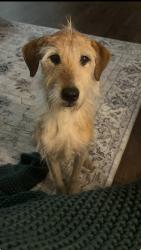 Lost Male Dog last seen Smokerise Colonial Hills area off Airport, Mobile, AL 36695