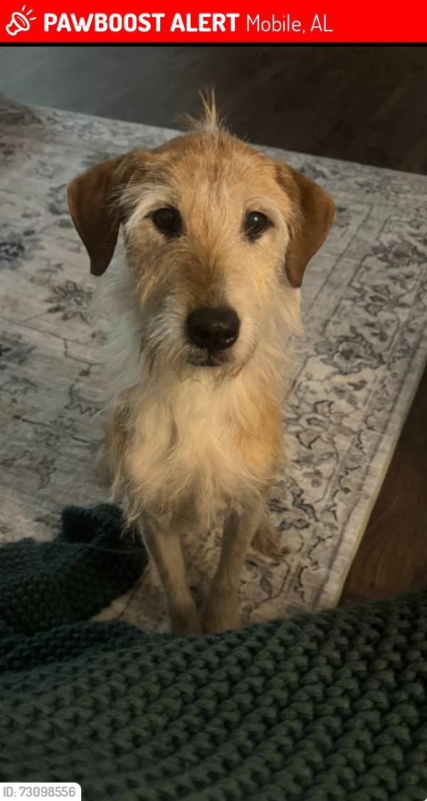 Lost Male Dog last seen Smokerise Colonial Hills area off Airport, Mobile, AL 36695