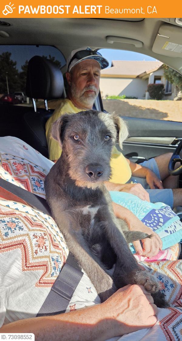 Found/Stray Male Dog last seen Lakeview and Masters, Beaumont, CA 92223