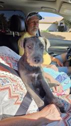 Found/Stray Male Dog last seen Lakeview and Masters, Beaumont, CA 92223