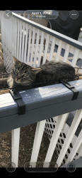 Lost Male Cat last seen Garrett Dr and Barnette Rd, Anderson County, SC 29657