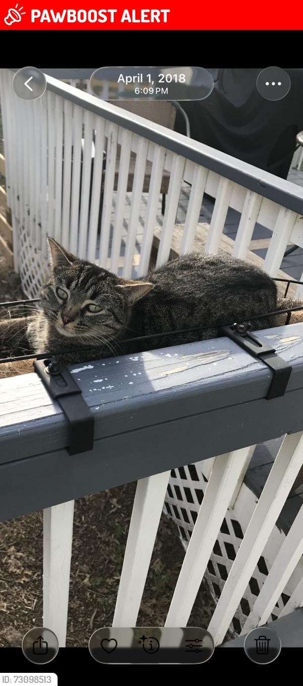 Lost Male Cat last seen Garrett Dr and Barnette Rd, Anderson County, SC 29657
