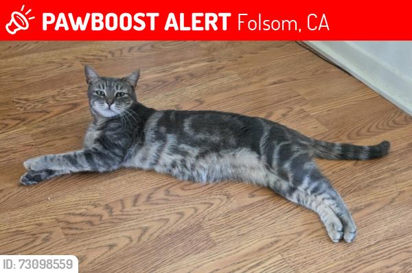 Lost Female Cat last seen Valley Housing, Represa, Folsom, Folsom, CA 95630