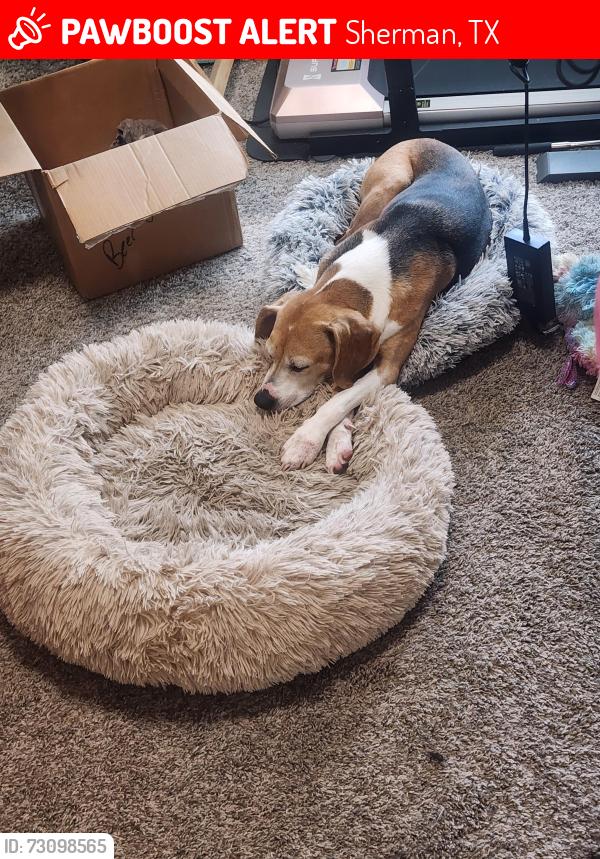 Lost Female Dog last seen Quail Run Rd, Sherman, TX 75092