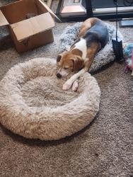 Lost Female Dog last seen Quail Run Rd, Sherman, TX 75092