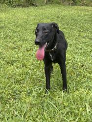 Found/Stray Female Dog last seen Woodland Terrace Tr, Altamonte Springs, FL 32714
