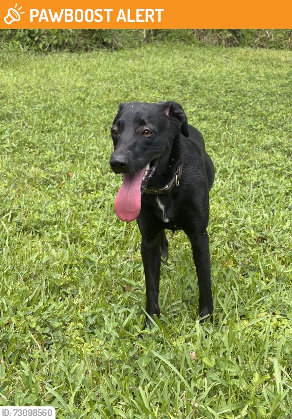 Found/Stray Female Dog last seen Woodland Terrace Tr, Altamonte Springs, FL 32714