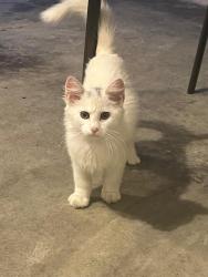 Found/Stray Unknown Cat last seen Bear, DE – Brennan ests, Bear, DE 19701