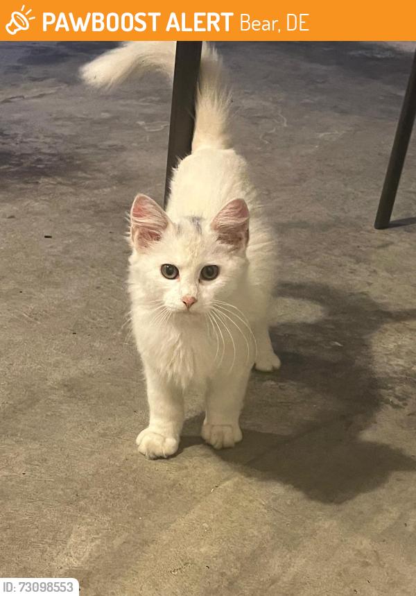 Found/Stray Unknown Cat last seen Bear, DE – Brennan ests, Bear, DE 19701