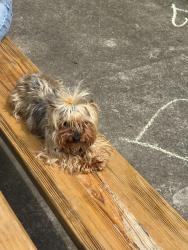 Reunited Female Dog last seen Close to my address, Cleveland, OH 44135