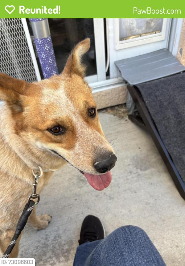 Reunited Female Dog last seen Leslie and Lemon , Martinez, CA 94553