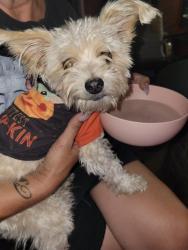 Reunited Male Dog last seen Hawes and baseline, Mesa, AZ 85209