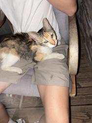 Found/Stray Unknown Cat last seen Palmer drive Rocky face, Whitfield County, GA 30740