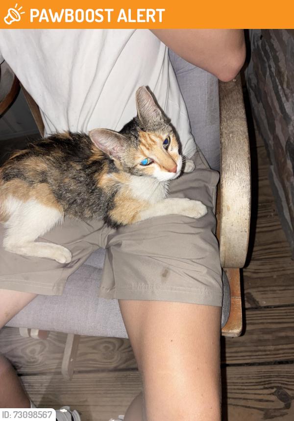 Found/Stray Unknown Cat last seen Palmer drive Rocky face, Whitfield County, GA 30740