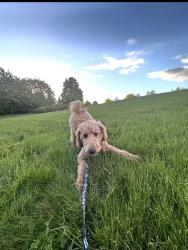 Reunited Male Dog last seen East St Portland, OR 97224 United States, King City, OR 97224