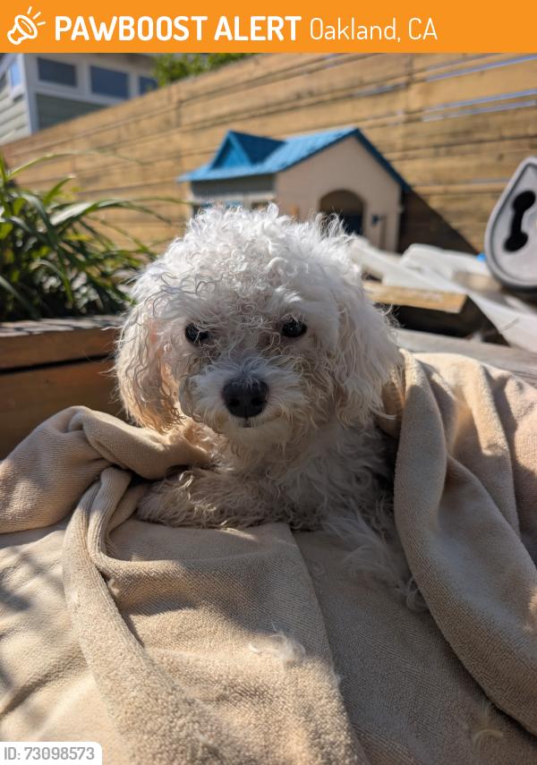 Found/Stray Female Dog last seen Chestnut and 28th St., Oakland, CA 94607