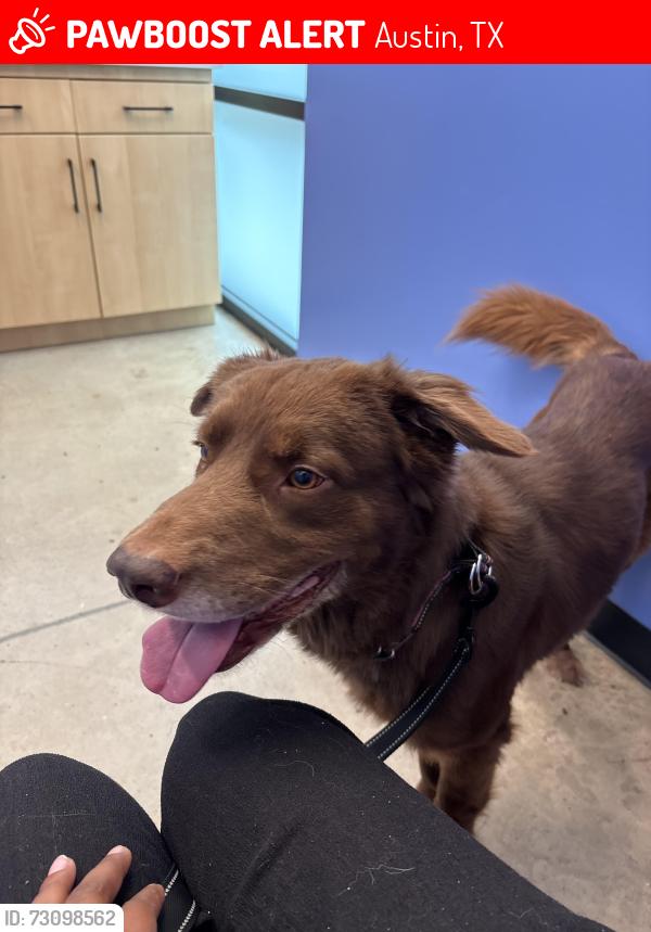 Lost Male Dog last seen In the Tanglewood area of south austin, Austin, TX 78748