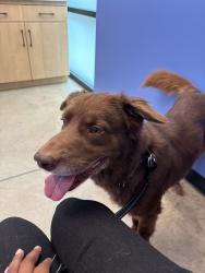 Lost Male Dog last seen In the Tanglewood area of south austin, Austin, TX 78748