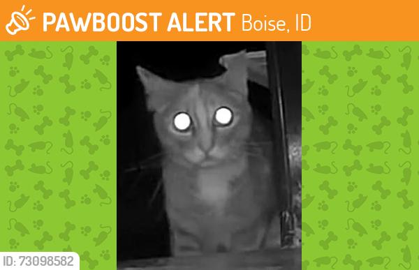 Found/Stray Unknown Cat last seen Ramrod & W Powderhorn St, Boise, ID 83713