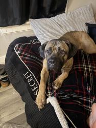 Lost Female Dog last seen 16th and clarke, Milwaukee, WI 53206