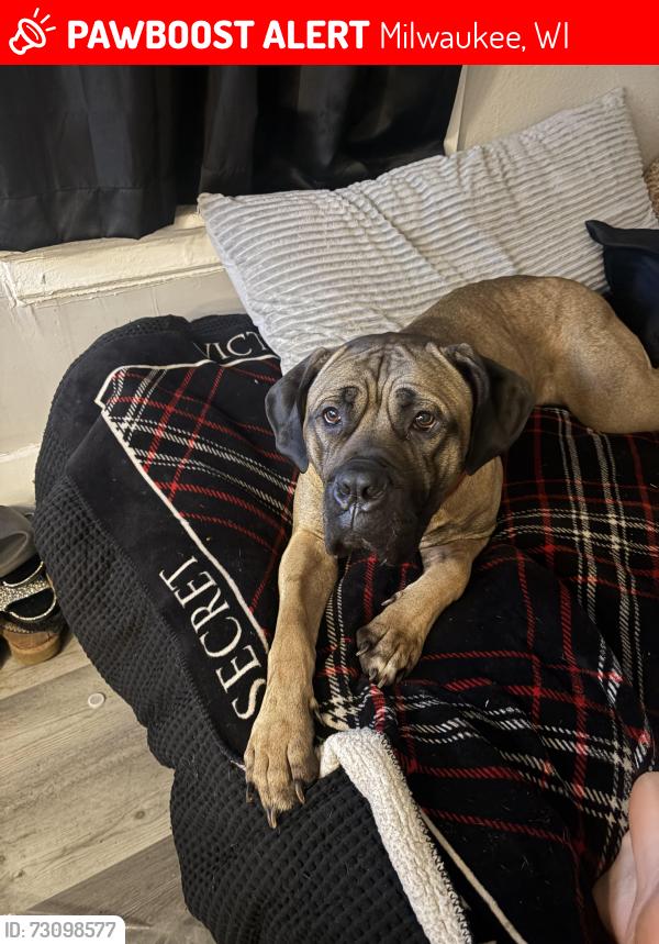 Lost Female Dog last seen 16th and clarke, Milwaukee, WI 53206