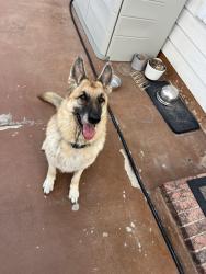 Reunited Male Dog last seen Longhorn Street, Fort Worth, TX 76179