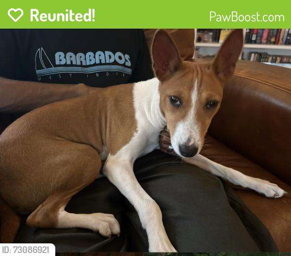 Reunited Female Dog last seen W Montrose and N Cumberland ave , Norridge, IL 60656