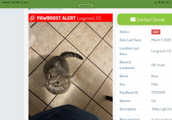 Lost Female Cat last seen Summerlin Pl & Lombardy - Somerset Meadows, Longmont, CO 80503