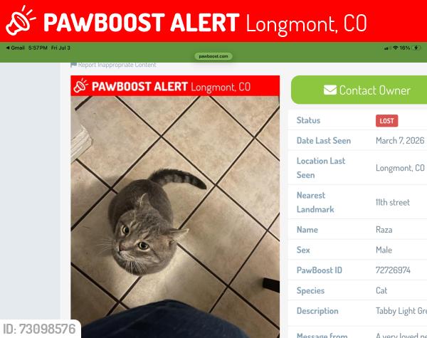 Lost Female Cat last seen Summerlin Pl & Lombardy - Somerset Meadows, Longmont, CO 80503