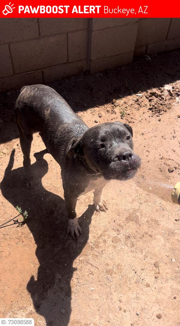 Lost Female Dog last seen Buckeye arizona, Buckeye, AZ 85326