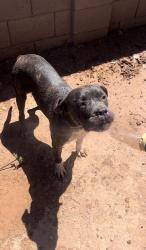 Lost Female Dog last seen Buckeye arizona, Buckeye, AZ 85326