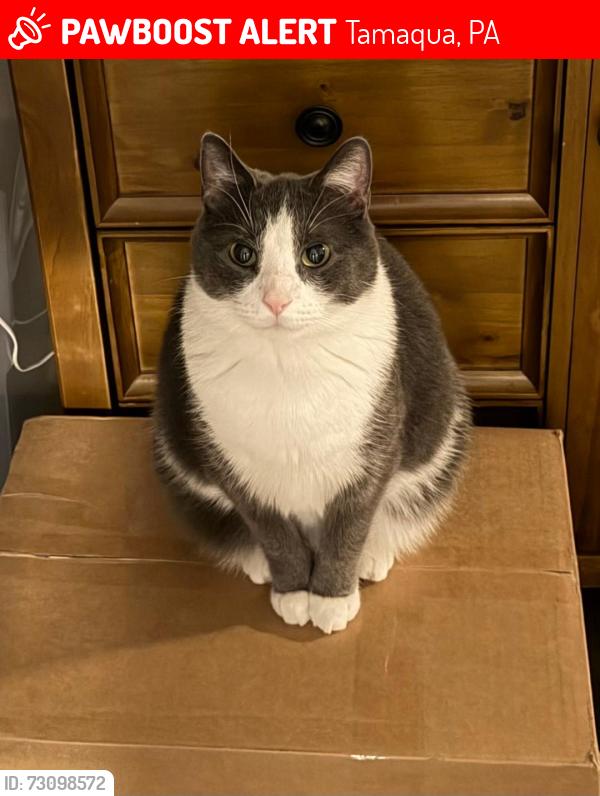 Lost Male Cat last seen Mahanoy St, Tamaqua, PA 18252