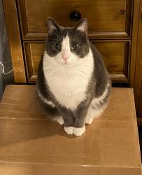 Lost Male Cat last seen Mahanoy St, Tamaqua, PA 18252