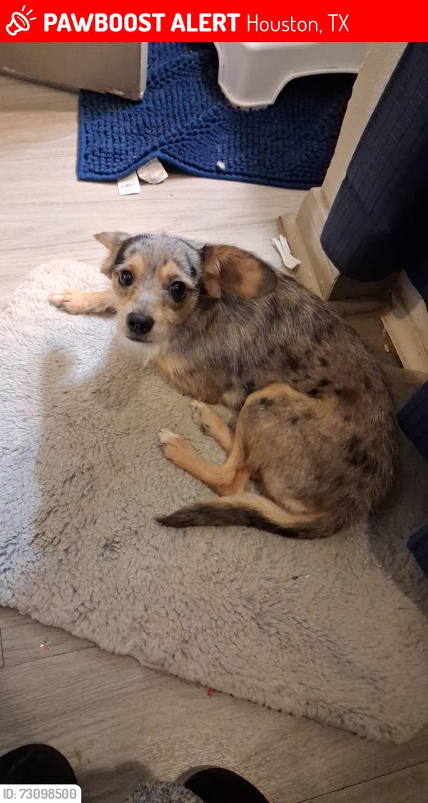 Lost Female Dog last seen Near Lockwood dr , Houston, TX 77026